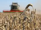 США хочуть допомагати українським аграріям,— Яценюк